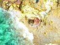030504_Shaab Abu Ramada - Blennie - Dsc01669~